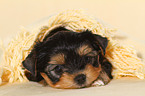 Yorkshire Terrier Puppy