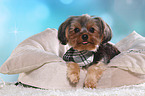 lying Yorkshire Terrier