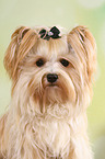 Yorkshire Terrier Portrait