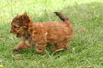 running Yorkshire Terrier Puppy