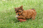 playing Yorkshire Terrier Puppy