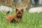 standing Yorkshire Terrier Puppy