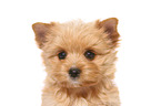 Yorkshire Terrier Puppy Portrait