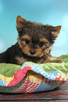 Yorkshire Terrier Puppy