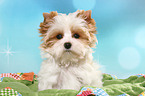 Yorkshire Terrier Puppy Portrait