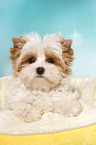 lying Yorkshire Terrier Puppy