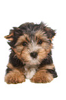 lying Yorkshire Terrier Puppy