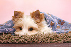 lying Yorkshire Terrier Puppy