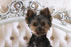 Yorkshire Terrier portrait