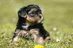 Yorkshire Terrier on meadow