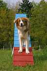 Border Collie at Agility