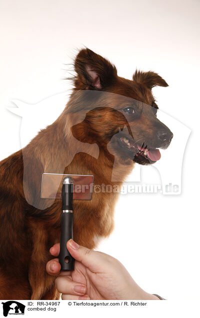 combed dog / RR-34967