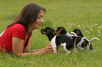 woman with Jack Russell Terrier puppies