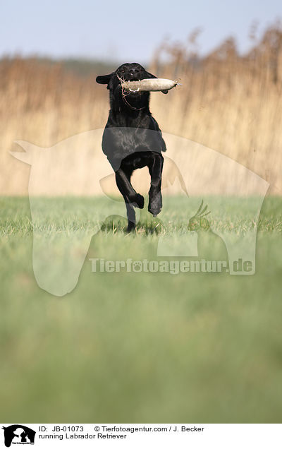 rennender Labrador / running Labrador Retriever / JB-01073