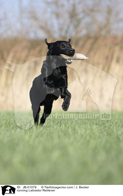 rennender Labrador / running Labrador Retriever / JB-01079