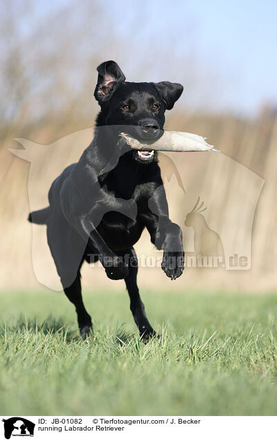 rennender Labrador / running Labrador Retriever / JB-01082