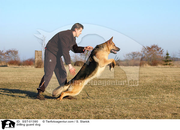 Ausbildung zum Schutzhund / drilling guard dog / SST-01390