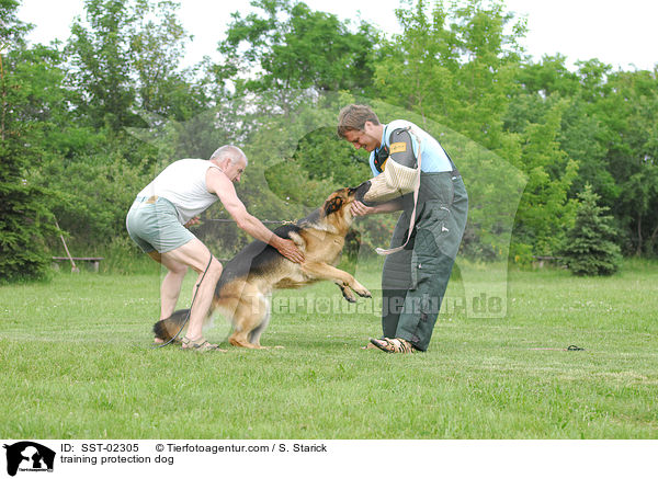 Schutzhundeausbildung / training protection dog / SST-02305
