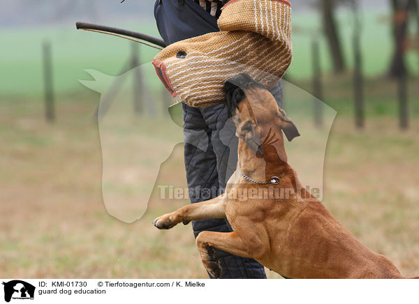 Schutzhundeausbildung / guard dog education / KMI-01730