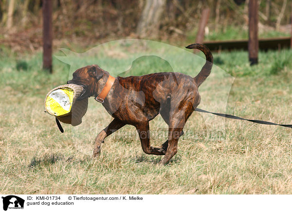 Schutzhundeausbildung / guard dog education / KMI-01734