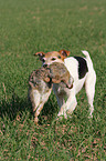 Parson Russell Terrier retrieves rabbit