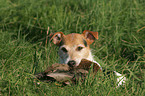 Parson Russell Terrier retrieves duck