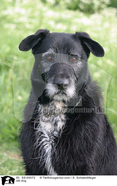 alter Hund / old dog / SS-00072