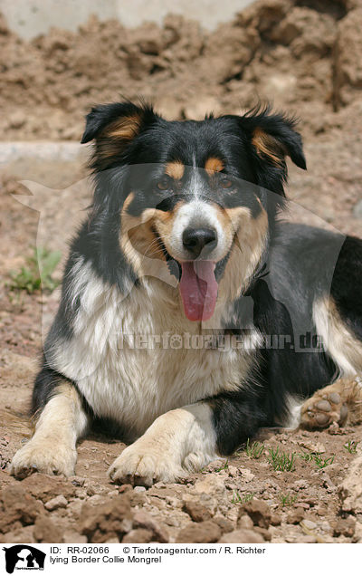 liegender Border Collie Mischling / lying Border Collie Mongrel / RR-02066