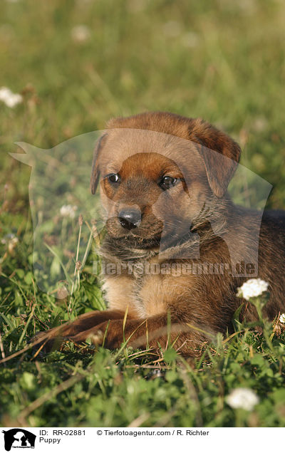 Rottweiler x Old English Mastiff Welpe / Puppy / RR-02881
