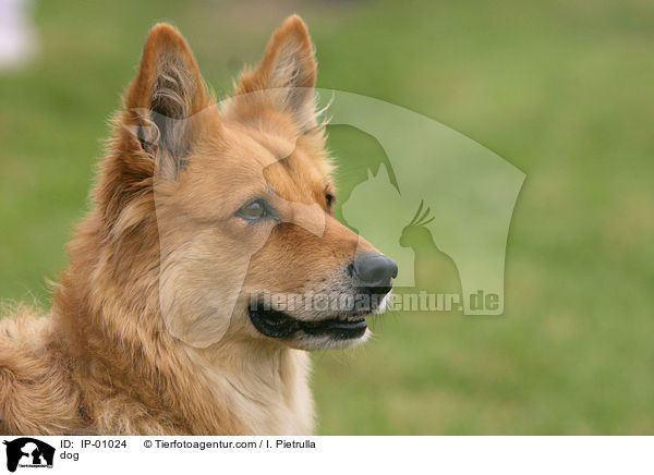 rotbrauner Hund / dog / IP-01024