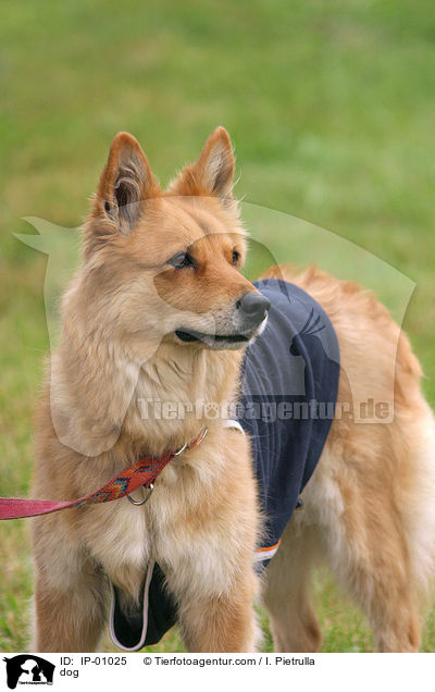 rotbrauner Hund / dog / IP-01025