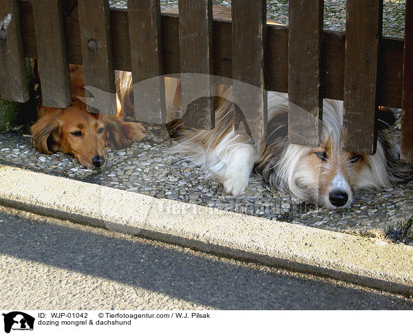 dozing mongrel & dachshund / WJP-01042