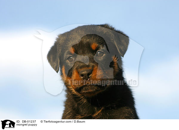 mongrel puppy / DB-01237
