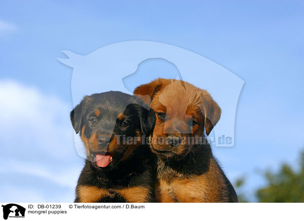 Mischling Welpen / mongrel puppies / DB-01239