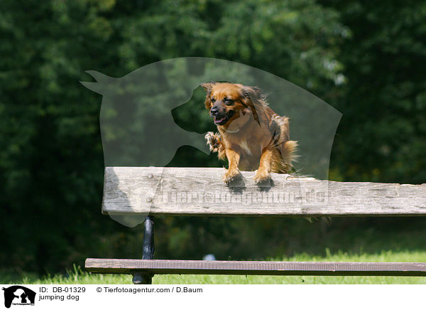 jumping dog / DB-01329