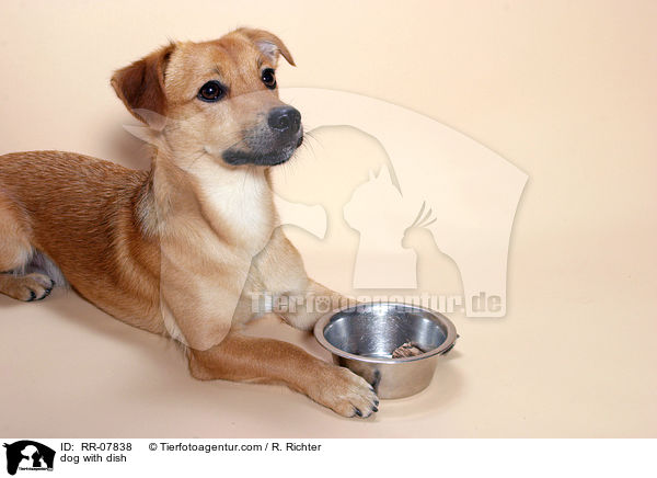 dog with dish / RR-07838