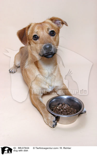 dog with dish / RR-07844