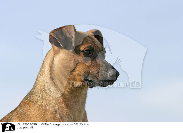 dog portrait / RR-08056