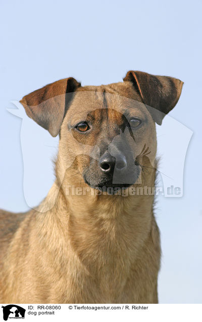 Hundeportrait / dog portrait / RR-08060