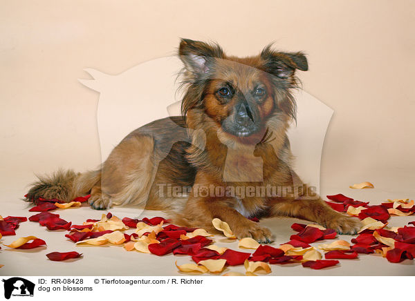 dog on blossoms / RR-08428