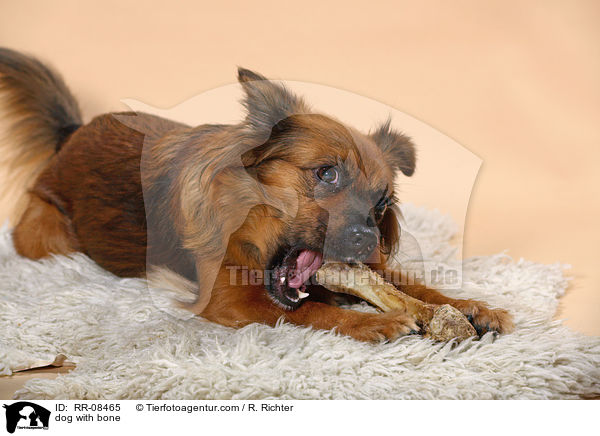 dog with bone / RR-08465