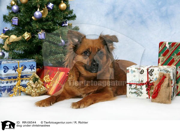 Hund unterm Weihnachtsbaum / dog under christmastree / RR-08544