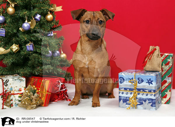 Hund unterm Weihnachtsbaum / dog under christmastree / RR-08547