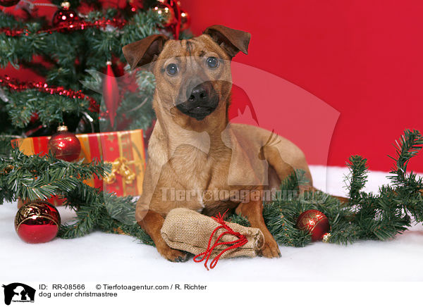 Hund unterm Weihnachtsbaum / dog under christmastree / RR-08566
