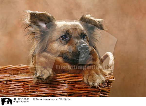 Hund im Korb / dog in basket / RR-10888