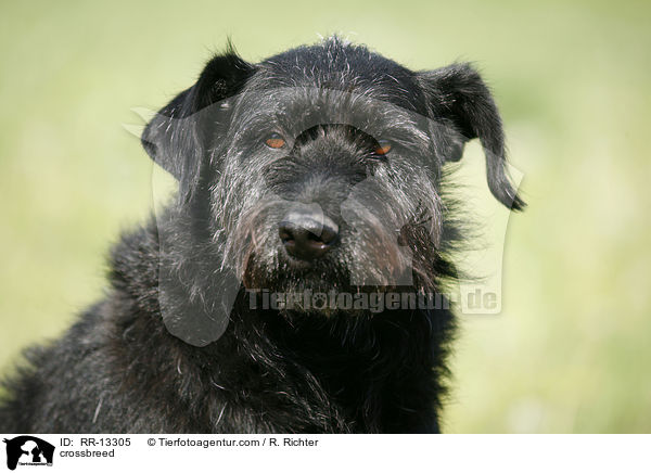 Schnauzer-Mischling / crossbreed / RR-13305