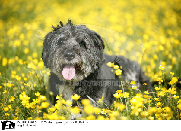 Hund im Blumenmeer / dog in flowers / RR-13639