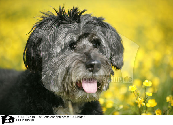 Hund im Blumenmeer / dog in flowers / RR-13648