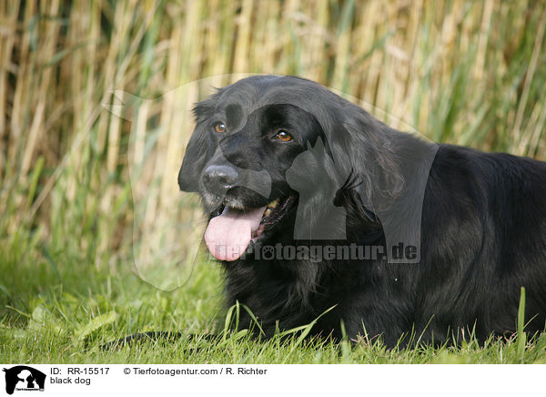 schwarzer Hund / black dog / RR-15517