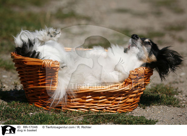 Hund liegt im Krbchen / dog in basket / RR-17046